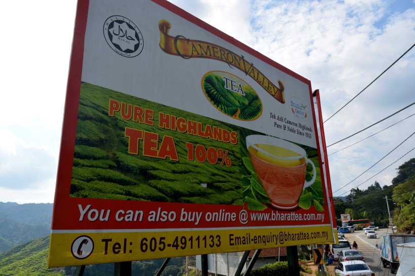 Tea plantation 1 Jerome